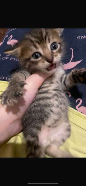 КОТЕНОК в Сергиевом Посаде