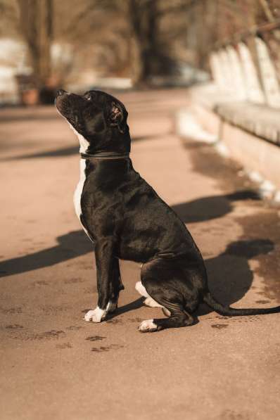 Молодой амстафф в добрые руки