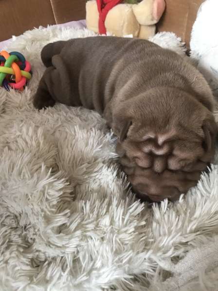 Продам щенков шарпая в Тюмени