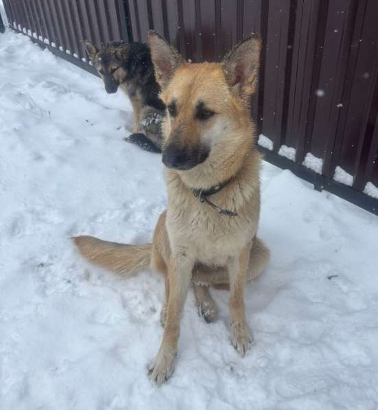 Щенки 6 месяцев помесь ВЕО в Калуге фото 5