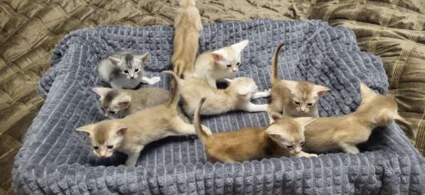 Абисинские котята
