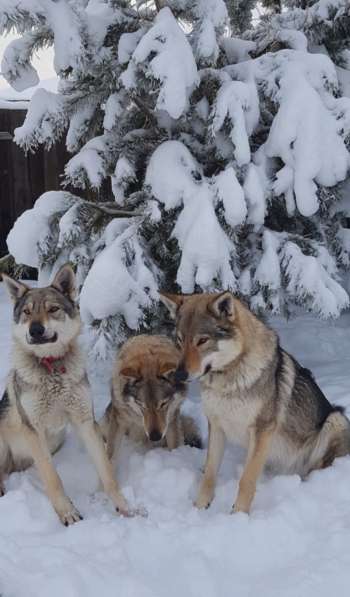 Шенки чехословацкий влчак в Москве фото 3