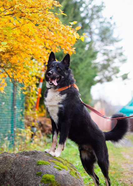 Роскошный молодой пёс в Санкт-Петербурге фото 4