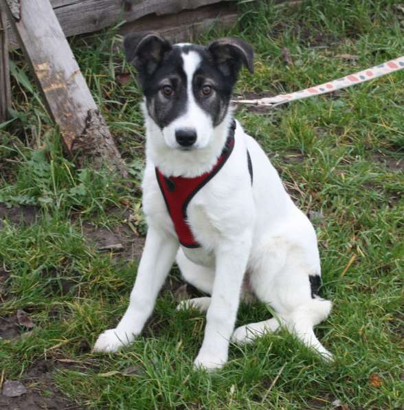 Ласковая малышка Панда в поисках своей семьи