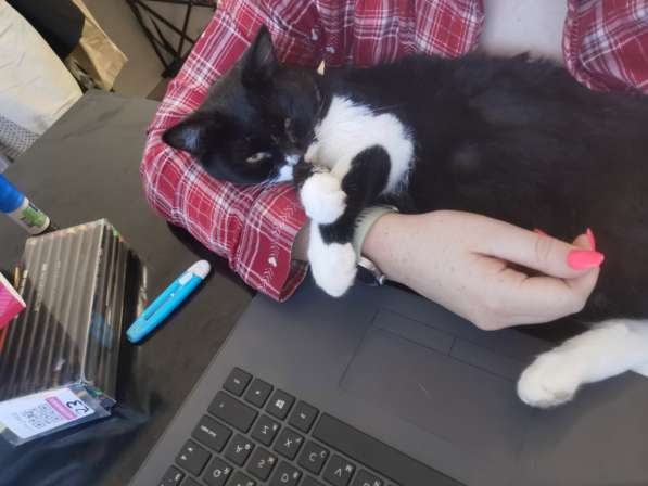 Кошечка в Дар в фото 6