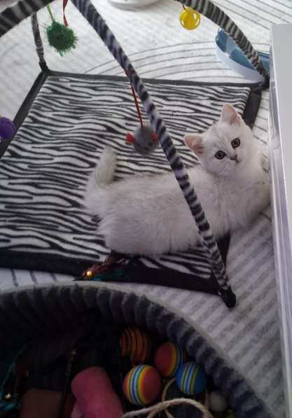 Британский короткошерстный котик в фото 4