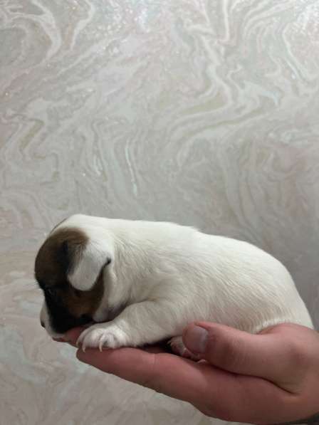 Щенки Джек Рассел терьер