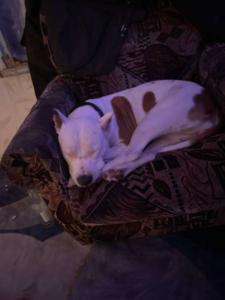 Продам собаку, американский