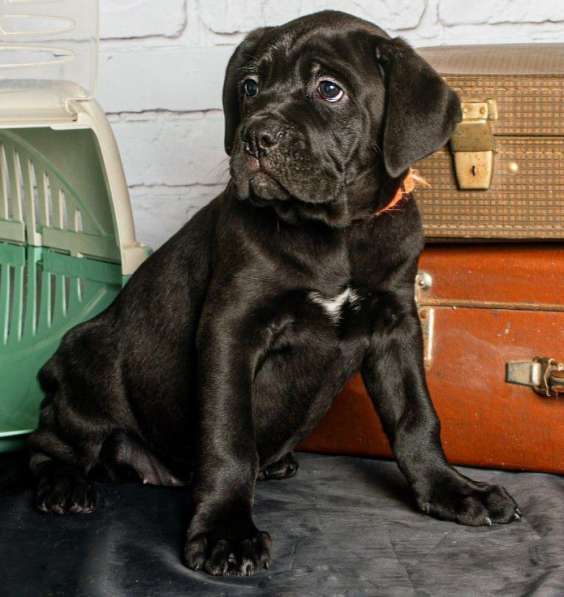 Кане - Корсо. Black girl's