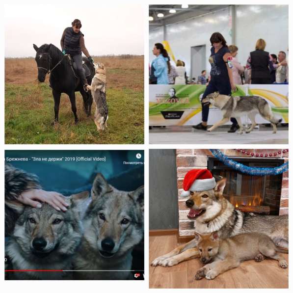 Щенок. Овчарка. Чехословацкий влчак в Москве