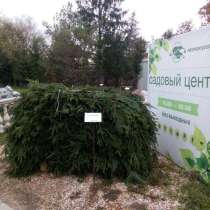Еловый лапник для укрытия растений на зиму, в Голицыне