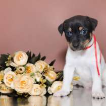 Щенки, в Санкт-Петербурге