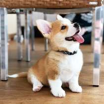 Корги Вологда, в Вологде