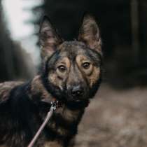 Красавчик Микки в поисках хозяина!, в Павловском Посаде