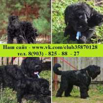 Продаю чёрного терьера кайфовых малышей, в Иркутске