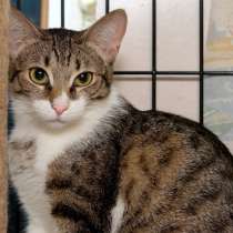 Котенок Глория желает обрести семейное счастье, в Москве