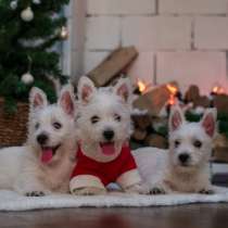 Щенки Вест-Хайленд-Уайт-Терьера, в Москве