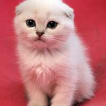 Шотландские котята, в Санкт-Петербурге