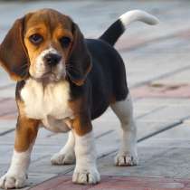 Бигль Калуга, в Калуге