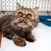 Героиня Нелли ищет самую заботливую семью, в Москве