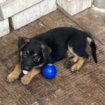 Продаются щенки немецкой овчарки, в г.Алчевск