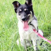 Собака девочка бесплатно, в Подольске