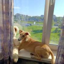 Две золотые королевишны ищут дом, в Санкт-Петербурге