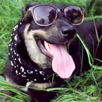 Собака в добрые руки, в Подольске