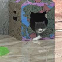 Котенок, в Грозном