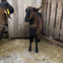 Продаются козы, в Кантемировке