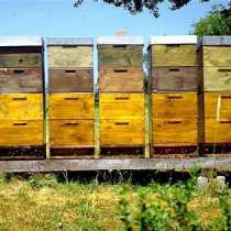 Пчелопакеты, в Кургане