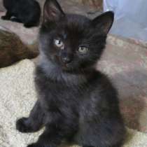 Черный, умный и ласковый котенок. Будущий Кот, в Ростове-на-Дону
