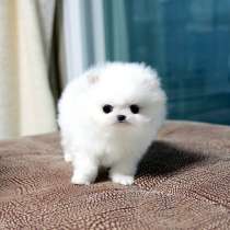 Шпиц Биробиджан, в Биробиджане