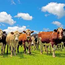 Коровы бычки телята Ижевск, в Ижевске