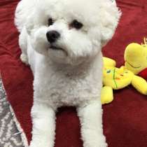 Бишон фризе Абакан, в Абакане