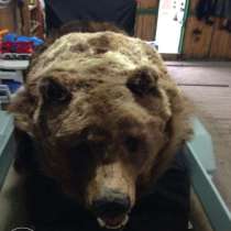 Шкура медведя - 230 см, в г.Усть-Каменогорск