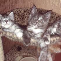 Котята мейн -кун, в Наро-Фоминске