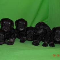 Цвергшнауцера девочки и мальчики, в Москве