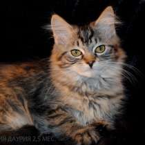 Сибирская клубная кошечка традиционного окраса, в Москве