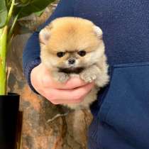 Мини шпиц мишка, в г.Варшава