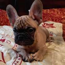 Щеночки французского бульдога, в Самаре