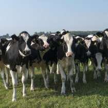 Коровы бычки телята Архангельск, в Архангельске