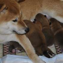Очаровательные щенки Сиба-ину (маленькие Хатико), в Москве