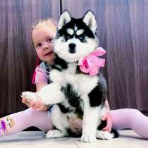 Красивые малыши сибирские хаски, в Самаре