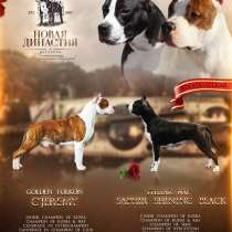 Щенки амстаффа c отличной родословной!!, в Красноярске