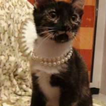 Отдам даром Славные малыши в поисках дома, в Санкт-Петербурге