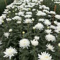 Продажа Цветов, в Армавире