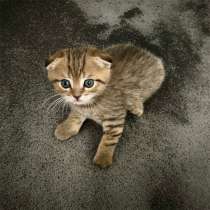 Шотландский котенок, в Ставрополе