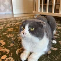 Шотландский вислоухи котенок, в Каспийске