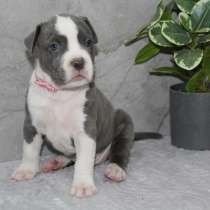 Готовы к бронированию премиум щенки Амстаффа, в г.Рига